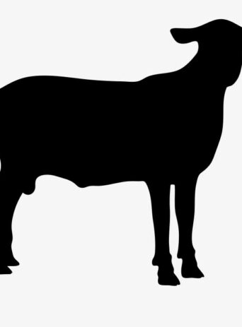 Sheep Animal Standing : Stock Vector (Royalty Free) 021522