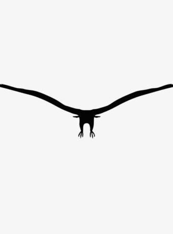 Illustration Of Eagle In Silhouette Isolated On White : Stock Vector (Royalty Free) 021557