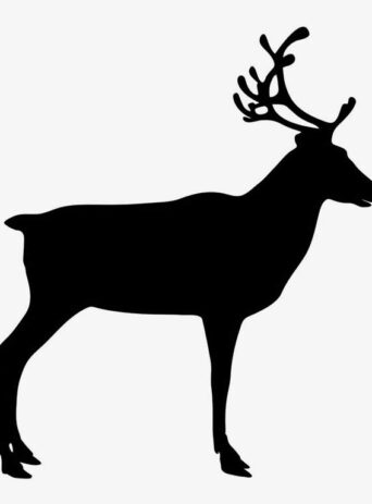 The Fascinating World of Reindeer: An In-Depth Look at These Iconic Arctic Animals : Stock Vector (Royalty Free) 021567