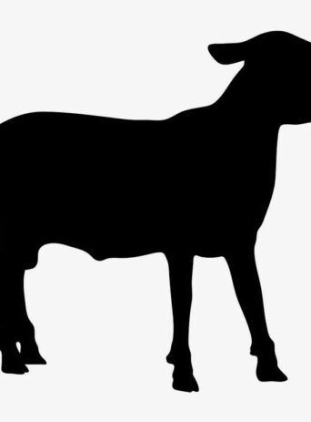 Illustration Of Sheep Standing In Silhouette Isolated On White : Stock Vector (Royalty Free) 021593