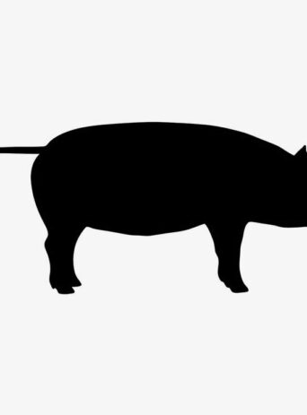 The Joy of Walking: A Pig's Perspective : Stock Vector (Royalty Free) 021595