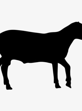 Illustration Of Sheep Walking Alone In Silhouette Isolated On White : Stock Vector (Royalty Free) 021597