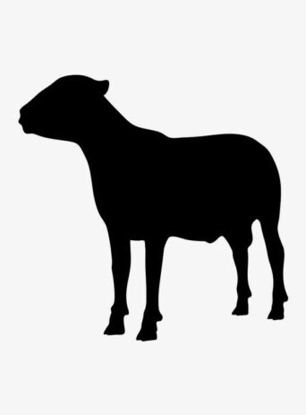 Illustration Of Sheep Standing In Silhouette Isolated On White : Stock Vector (Royalty Free) 021617