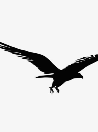 Illustration Of Eagle Flying In Silhouette Isolated On White : Stock Vector (Royalty Free) 021619