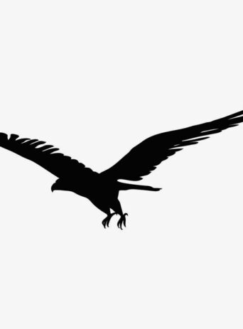 The Majestic Power of Eagles : A Symbol of Power, Freedom, and Conservation : Stock Vector (Royalty Free) 021620