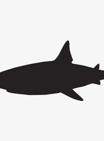 Illustration Of Shark Swimming In Silhouette Isolated On White : Stock Vector (Royalty Free) 021630