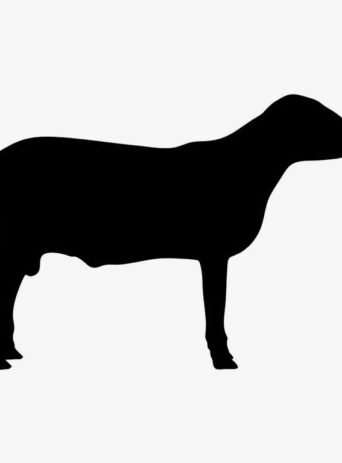 Illustration Of Sheep Animal Standing In Silhouette Isolated On White : Stock Vector (Royalty Free) 021653