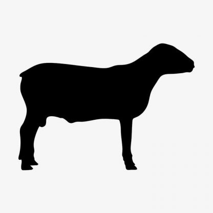 Illustration Of Sheep Animal Standing In Silhouette Isolated On White : Stock Vector (Royalty Free) 021653