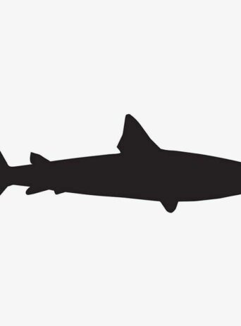 Illustration Of Shark Fish In Silhouette Isolated On White : Stock Vector (Royalty Free) 021655