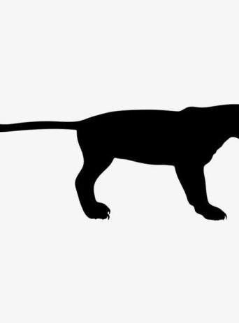 Illustration Of Panther Standing In Silhouette Isolated On White : Stock Vector (Royalty Free) 021660
