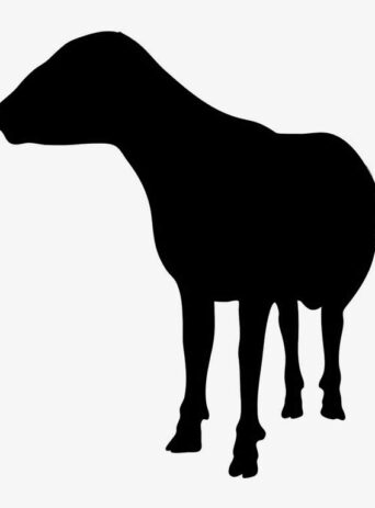 Illustration Of Sheep Standing In Silhouette Isolated On White : Stock Vector (Royalty Free) 021661