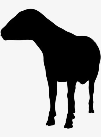 Illustration Of Sheep Standig Looking Around In Silhouette Isolated On White : Stock Vector (Royalty Free) 021669