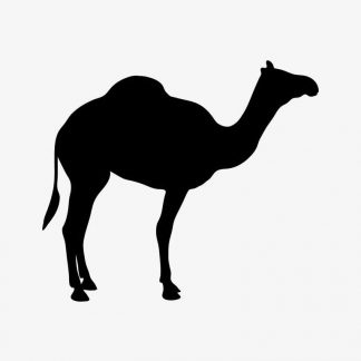 Exploring the Beauty and Significance of Camels in the Animal Kingdom : Stock Vector (Royalty Free) 021691