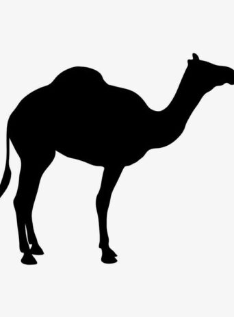 Exploring the Beauty and Significance of Camels in the Animal Kingdom : Stock Vector (Royalty Free) 021691
