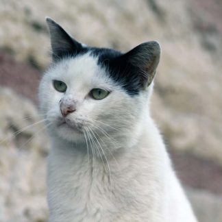 The Pensive Beauty of a White Cat : Stock Photo (Royalty Free) 021750