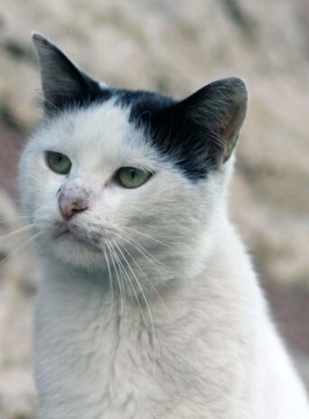 The Pensive Beauty of a White Cat : Stock Photo (Royalty Free) 021750