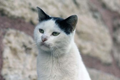 The Pensive Beauty of a White Cat : Stock Photo (Royalty Free) 021750