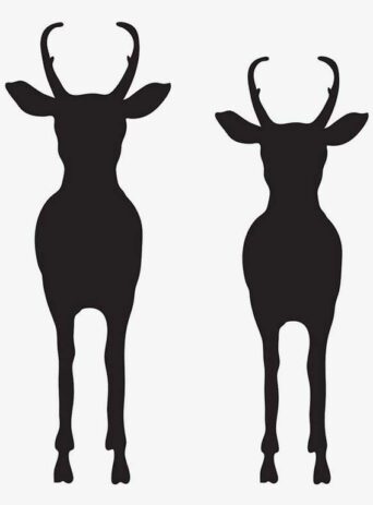 Discover the Fascinating World of Pronghorn: A Guide to the Wild Animal : Stock Vector (Royalty Free) 021842