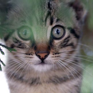 Cat Portrait Closeup : Stock Photo (Royalty Free) 021848