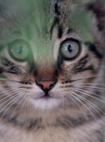 Cat Portrait Closeup : Stock Photo (Royalty Free) 021848