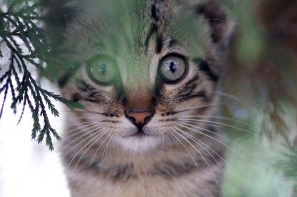 Cat Portrait Closeup : Stock Photo (Royalty Free) 021848