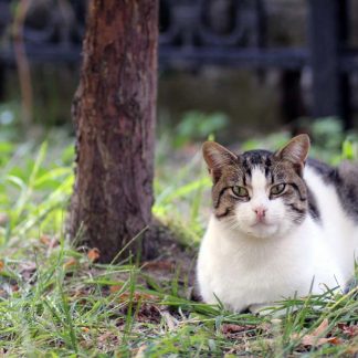 Cat Portrait Closeup : Stock Photo (Royalty Free) 021852