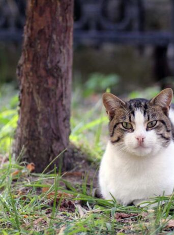 Cat Portrait Closeup : Stock Photo (Royalty Free) 021852