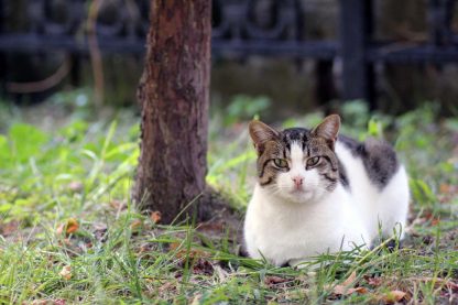 Cat Portrait Closeup : Stock Photo (Royalty Free) 021852