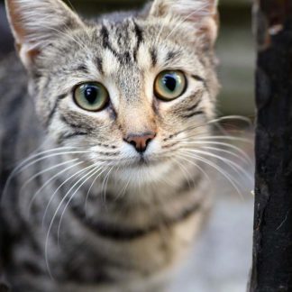 Cat Portrait Closeup : Stock Photo (Royalty Free) 021855