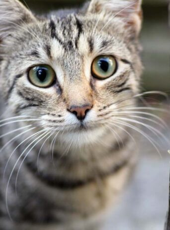 Cat Portrait Closeup : Stock Photo (Royalty Free) 021855