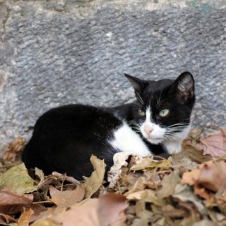 Cat Portrait Closeup : Stock Photo (Royalty Free) 021864