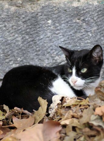 Cat Portrait Closeup : Stock Photo (Royalty Free) 021864