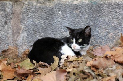 Cat Portrait Closeup : Stock Photo (Royalty Free) 021864