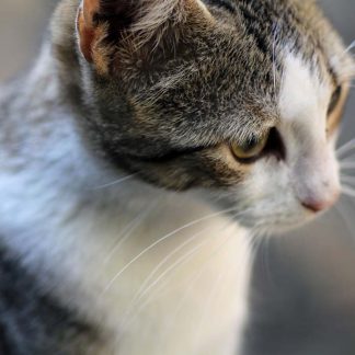 Cat Portrait Closeup : Stock Photo (Royalty Free) 021866