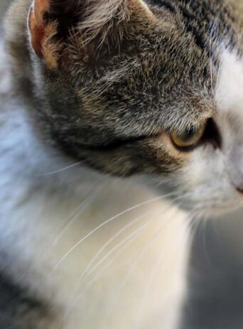 Cat Portrait Closeup : Stock Photo (Royalty Free) 021866