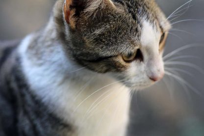 Cat Portrait Closeup : Stock Photo (Royalty Free) 021866