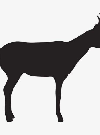 The Pronghorn: A Fascinating Species of Wild Antelope in North America : Stock Vector (Royalty Free) 021876