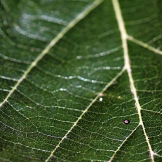 A green leaf macro shot represent main roads and detail : Stock Photo (Royalty Free) 021890