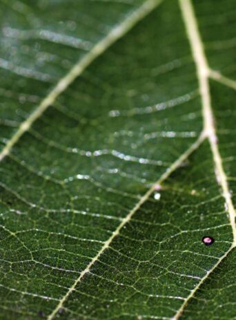 A green leaf macro shot represent main roads and detail : Stock Photo (Royalty Free) 021890