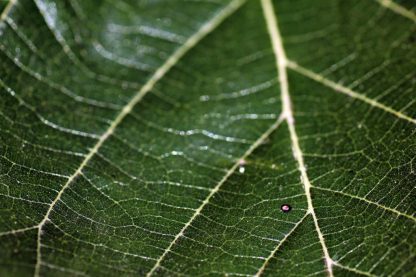 A green leaf macro shot represent main roads and detail : Stock Photo (Royalty Free) 021890