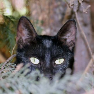 A black cat looking into camera : Stock Photo (Royalty Free) 021895