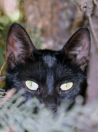 A black cat looking into camera : Stock Photo (Royalty Free) 021895