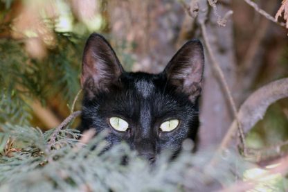 A black cat looking into camera : Stock Photo (Royalty Free) 021895