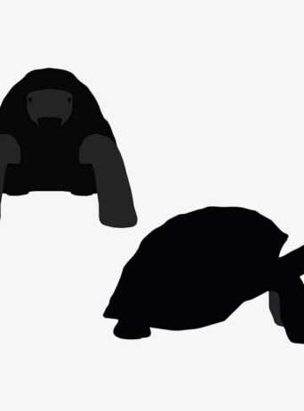 Illustration Of A Turtle Tortoise Standing Pose In Silhouette Isolated On White : Stock Vector (Royalty Free) 017635