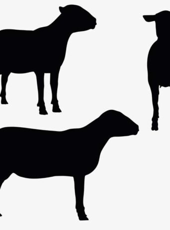 Illustration Of Sheep In Silhouette Isolated On White : Stock Vector (Royalty Free) 017346